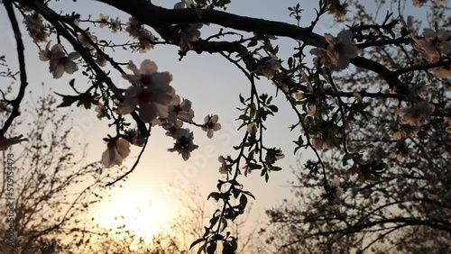 Almond fields in a blossom. Slow motion close-up of blooming almond tree branches with flowers. 