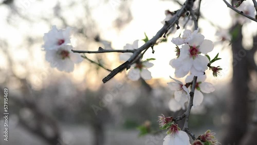 Almond fields in a blossom. Slow motion close-up of blooming almond tree branches with flowers. 