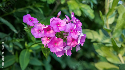 Phlox paniculate pink flower in the garden design. photo