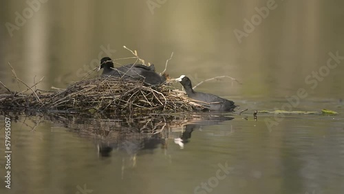 Eurasian coot nest (Fulica atra) with chicks being fed by their parents.