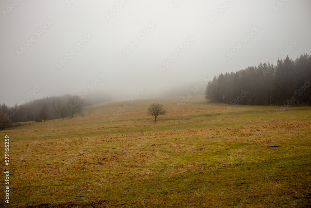 Foggy morning in the valley - tree, winter