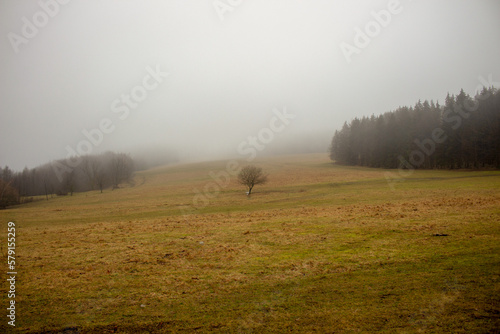 Foggy morning in the valley - tree, winter