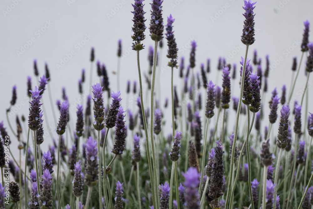 Naklejka premium The lavender flower pollination