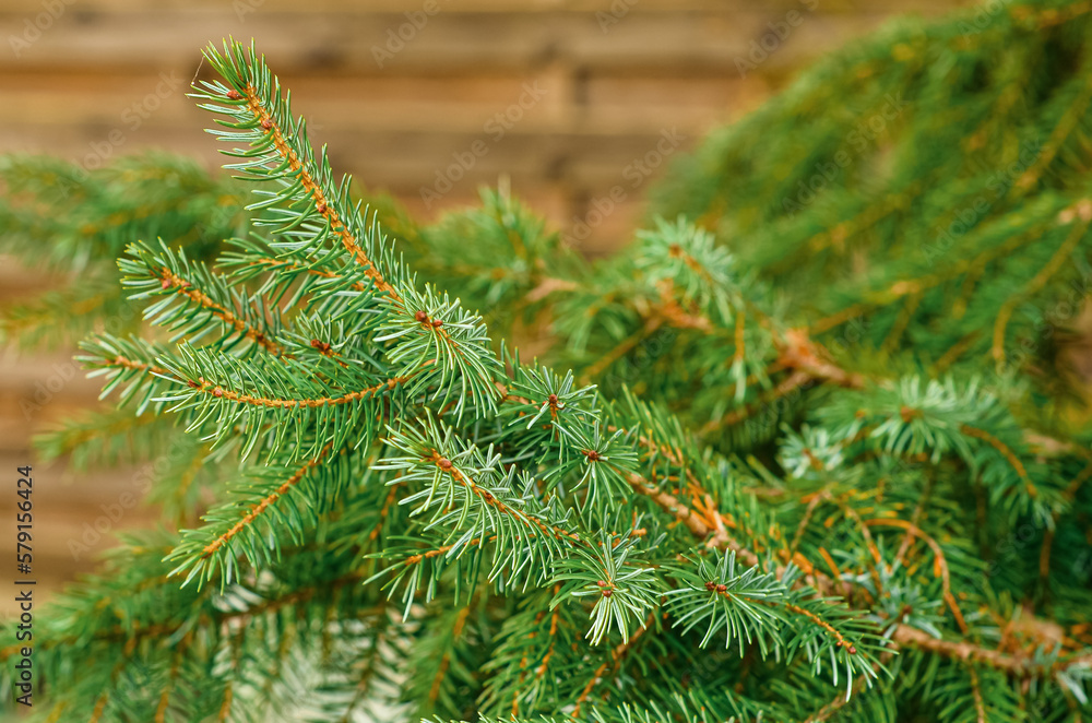 Evergreen fir branches outdoors, closeup