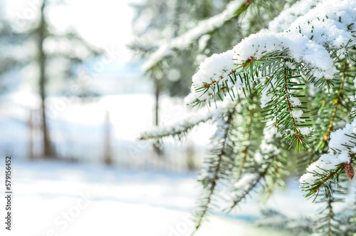 Fir branches covered with snow in forest, closeup