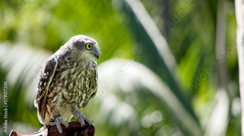 Schilderij op canvas the barking owl is perched on a glove