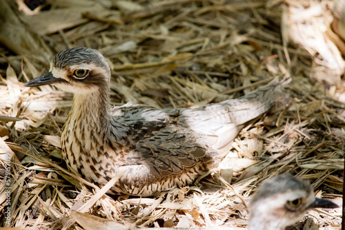 the bush stone curlew is on a nest photo