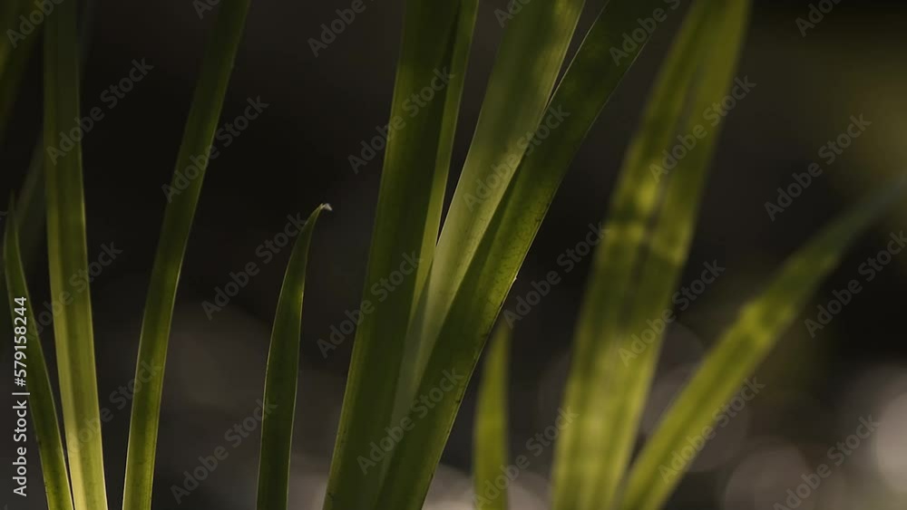 Play of light on the leaves of a yellow iris (Iris pseudacorus) in the forest. Play of light on the leaves of a yellow iris (Iris pseudacorus) in the forest.