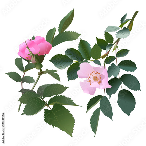 a set of blooming branches of wild rose with pink elegant bright flowers