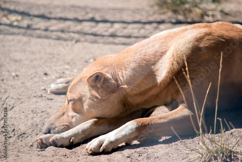 the golden dingo is sleeping in the dirt