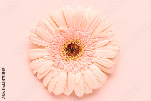 Beautiful gerbera flower on pink background