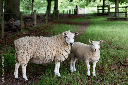 A wooly sheep with its lamb in a field.