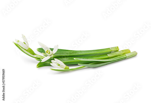 Beautiful snowdrops isolated on white background