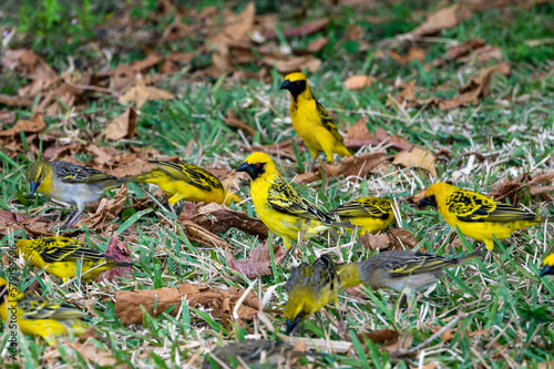 Village weaver bird, Ploceus cucullatus, also known as spotted-backed weaver in Mahebourg, Mauritius photo