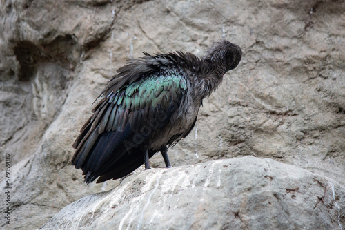 Rare and endangered bald ibis bird hadada ibis © kharzey