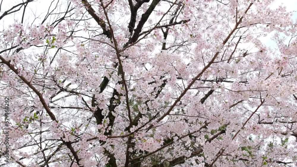 日本、桜、京都、円山公園、春の風景、日本の国花 日本、桜、京都、円山公園、春の風景、日本の国花
