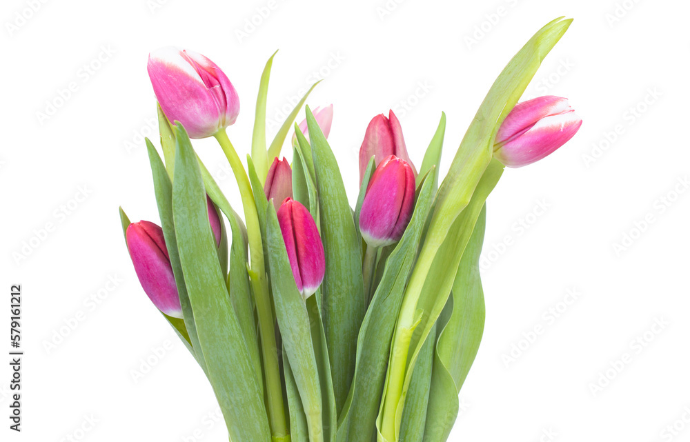 Close-up pink tulips isolated on white Close-up pink tulips isolated on white