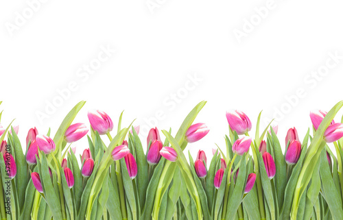 Fototapeta Naklejka Na Ścianę i Meble -  Seamless border of tulips flowers. background, pattern, print for packaging paper, postcards, textiles. Colorful pink tulips with leaves, a frame, garland of flowers