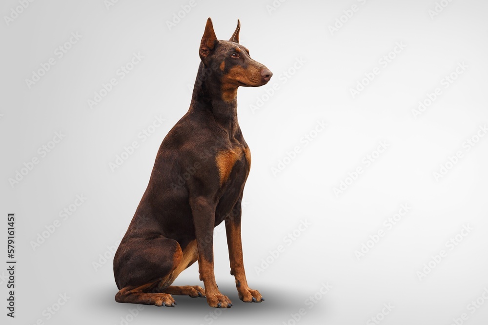 Cute young smart dog pet Cute young smart dog pet