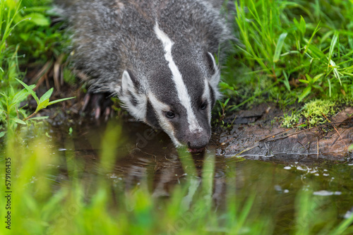 North American Badger (Taxidea taxus) Laps Water From Pool in Green Grasses Summer © hkuchera