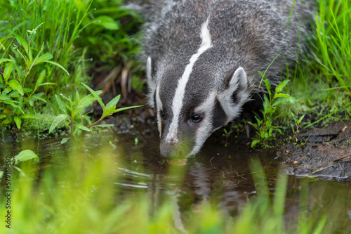 North American Badger (Taxidea taxus) Drinks Water From Pool in Green Grasses Summer © hkuchera