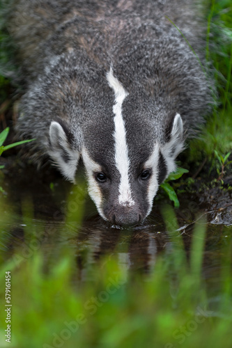 North American Badger (Taxidea taxus) Drinking From Pool Summer © hkuchera