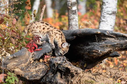 Fototapeta Naklejka Na Ścianę i Meble -  Cougar Kitten (Puma concolor) Sniffs at Log Autumn