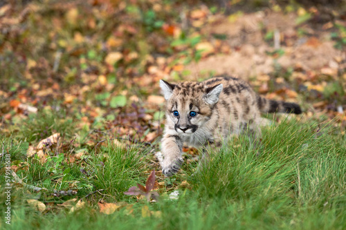 Cougar Kitten (Puma concolor) Walks Through Leaves and Grass Autumn © hkuchera