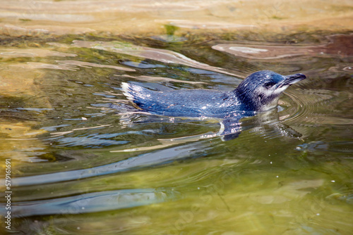 the fairy penguin or blue penguin is swimming in the ocean