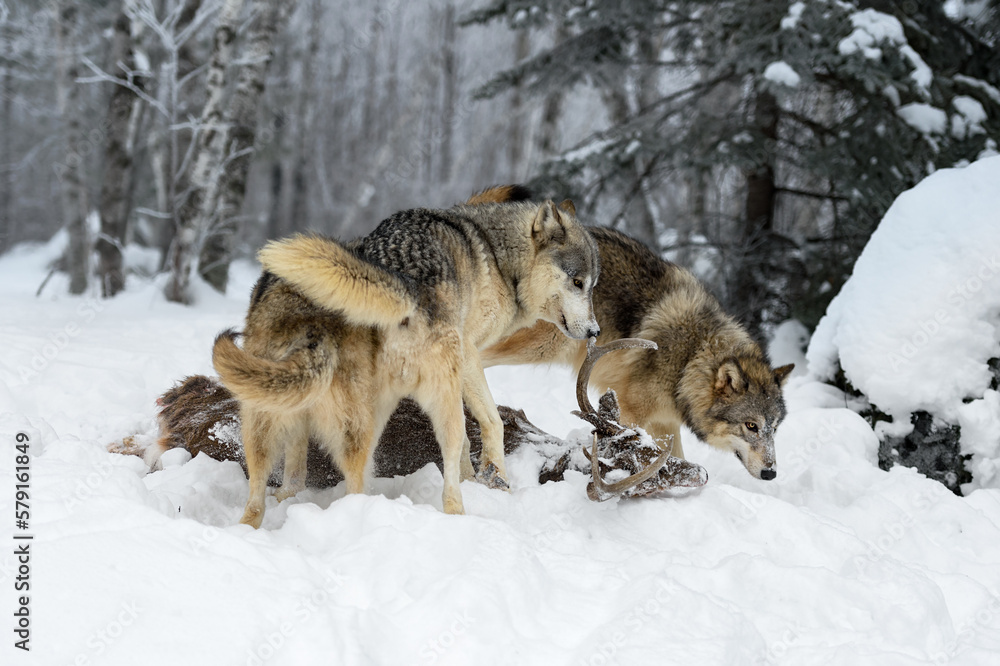 Wolves (Canis lupus) Sniff at and Around Body of White-Tail Deer Winter