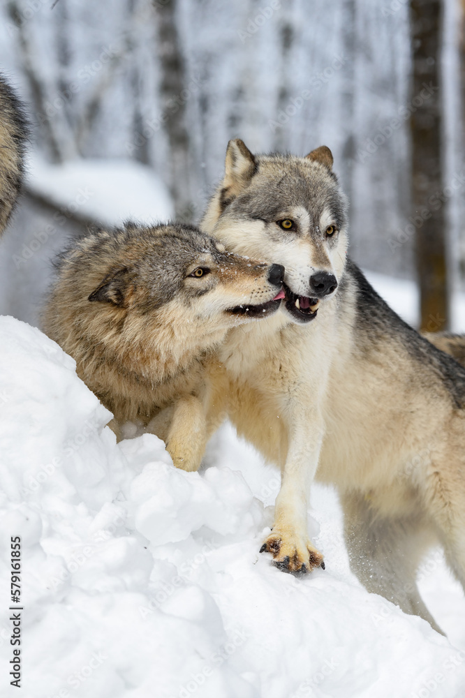 Young Wolf (Canis lupus) Licks at Face of Adult Winter Young Wolf (Canis lupus) Licks at Face of Adult Winter