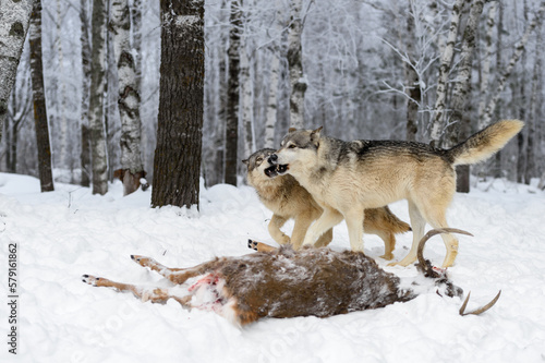 Wolves (Canis lupus) Open Mouths Over Body of White-Tail Deer Winter © hkuchera