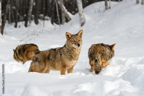 Coyote  Canis latrans  Looks Up While Two Others Walk Away Winter