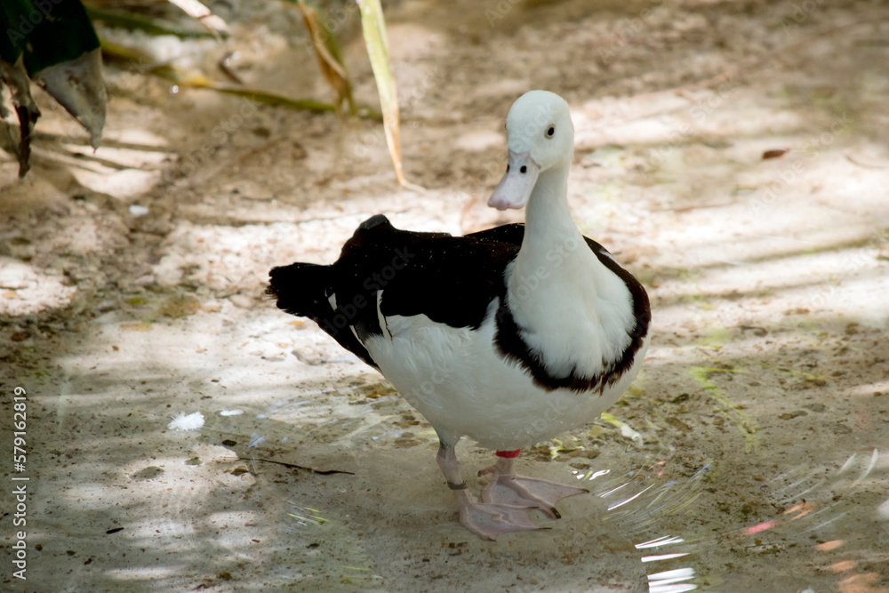 the radjah shelduck is walking to the water the radjah shelduck is walking to the water