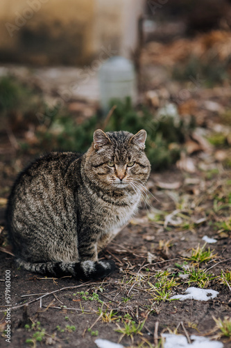 Beautiful striped gray big fluffy lonely cat sits on nature outdoors in winter. Close-up photo of an animal. © shchus
