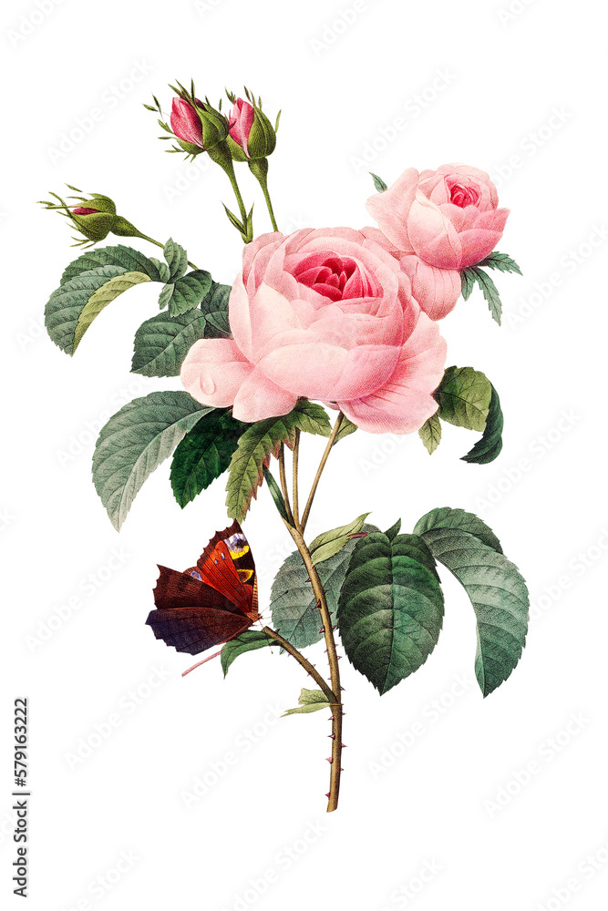 Botanical vintage pastel flower, cabbage rose with butterfly on a ...