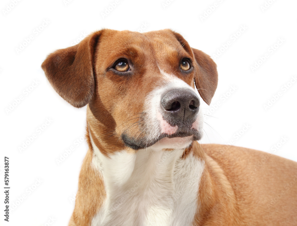 Cute dog looking at something focused. Front view of brown puppy dog staring, waiting or intense body language while looking up. 1 year old female Harrier Labrador mix dog. Selective focus.