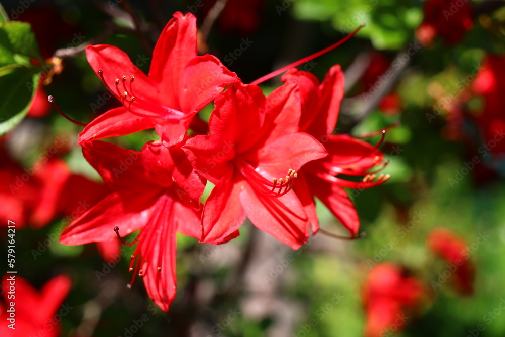 rhododendron azalia różanecznik rhododendron azalia różanecznik
