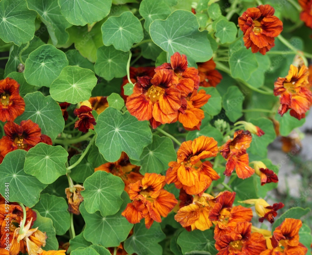 Red, orange, yellow and trimmed nasturtium flowers in full bloom. Green leaves in the background. Flowers in spring.