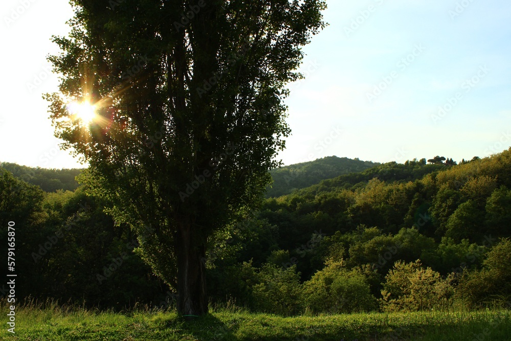 Sunset behind the forest. Sun setting over the forested hills during the summer and autumn seasons. Soft light and intense yellow rays among the leaves and branches of the trees. Sunset behind the forest. Sun setting over the forested hills during the summer and autumn seasons. Soft light and intense yellow rays among the leaves and branches of the trees.