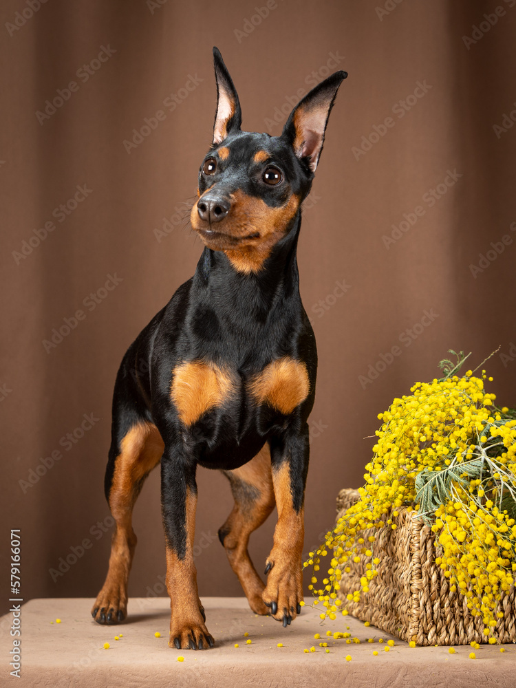 Portrait of a black and tan miniature pinscher next to a basket of mimosa Portrait of a black and tan miniature pinscher next to a basket of mimosa