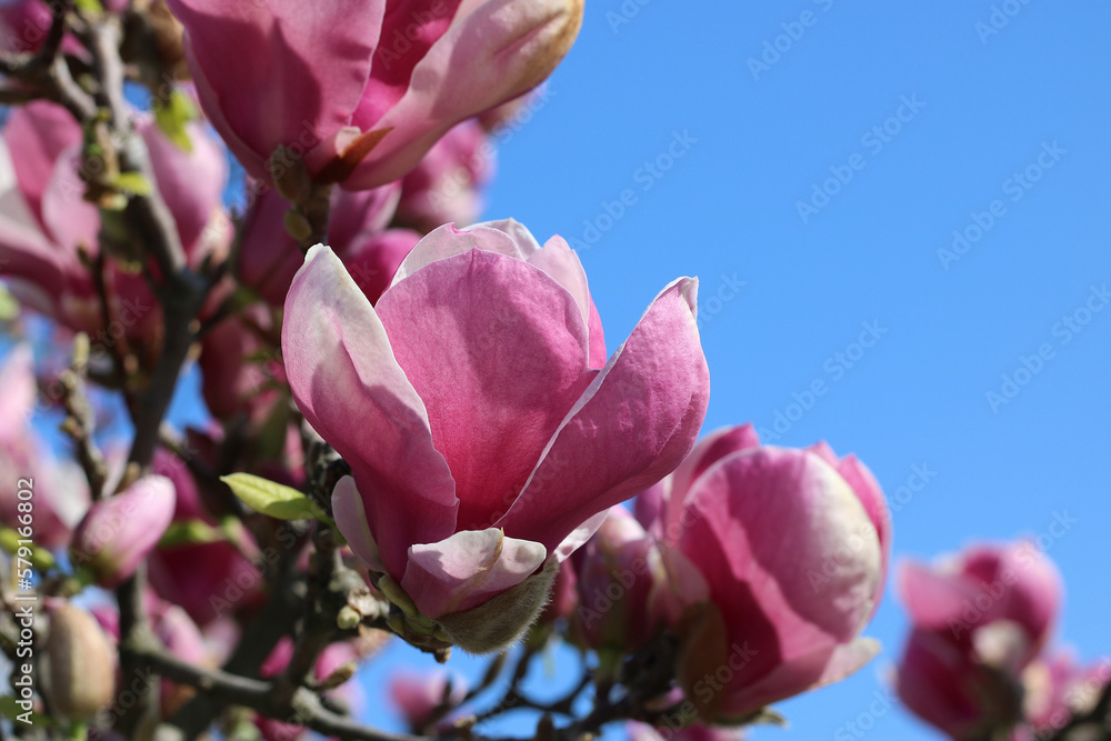 Background with magnolia flowers against blue sky Background with magnolia flowers against blue sky