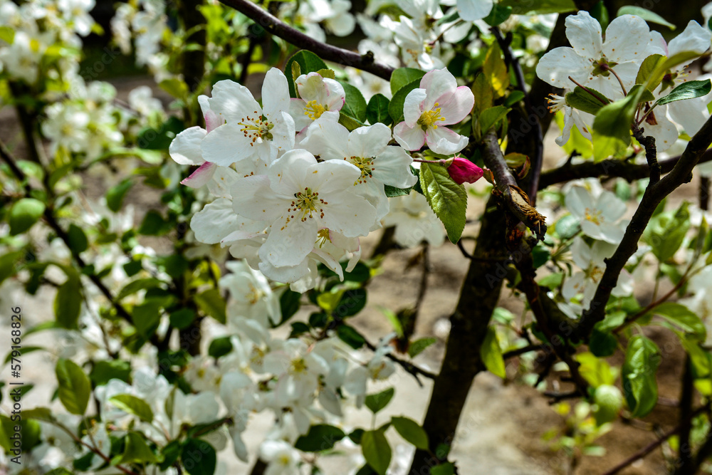 branch of apple tree with pink flowers branch of apple tree with pink flowers