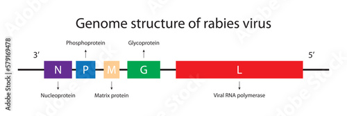 Genome structure of rabies virus photo