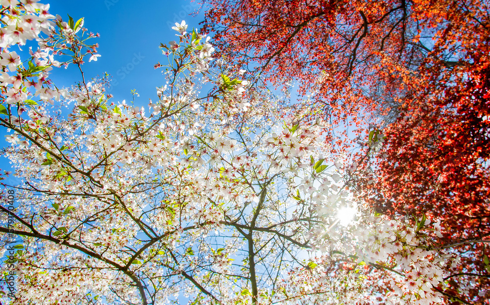 Amazing white Cherry blossom  - sakura in Kaiserslautern japanese garden