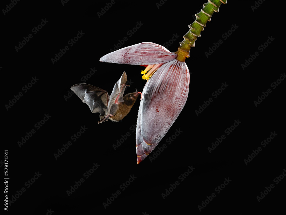 Pallas's longtongued bat approaching a banana blossom at night