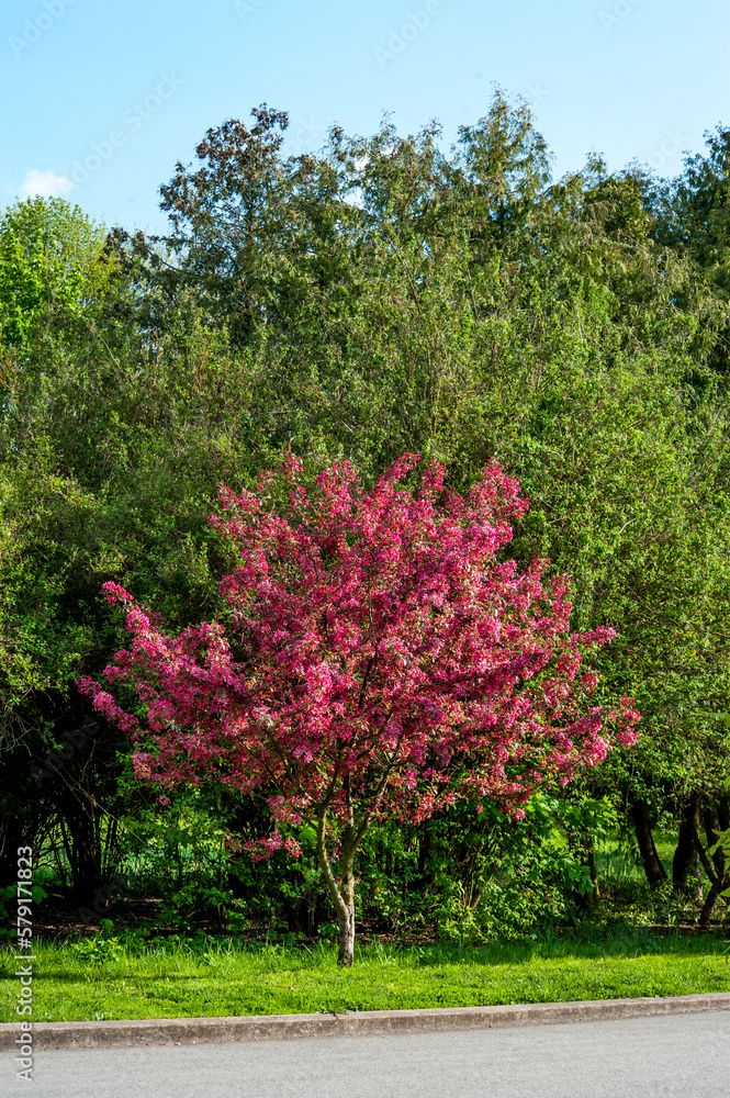 Decorative malus apple plant flowering in spring, red bright purple-pink flowers in bloom and leaves on branches