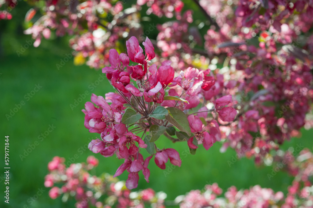 Decorative Malus apple plant blooming in spring, close-up of bright purple-pink flowers and leaves on branches Decorative Malus apple plant blooming in spring, close-up of bright purple-pink flowers and leaves on branches