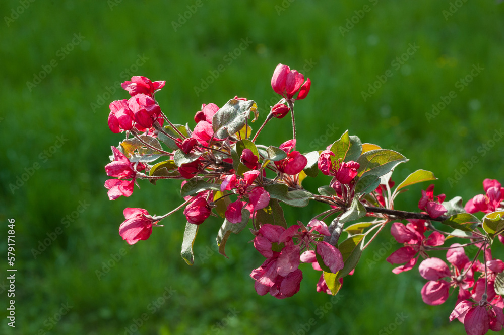 a close-up blossom of the Nedzvetskyi apple tree on a background of grass a close-up blossom of the Nedzvetskyi apple tree on a background of grass