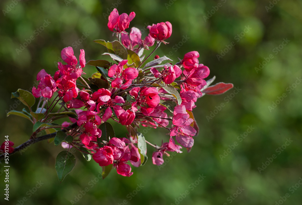 Decorative malus apple plant flowering in spring, close up of red bright purple-pink flowers Decorative malus apple plant flowering in spring, close up of red bright purple-pink flowers